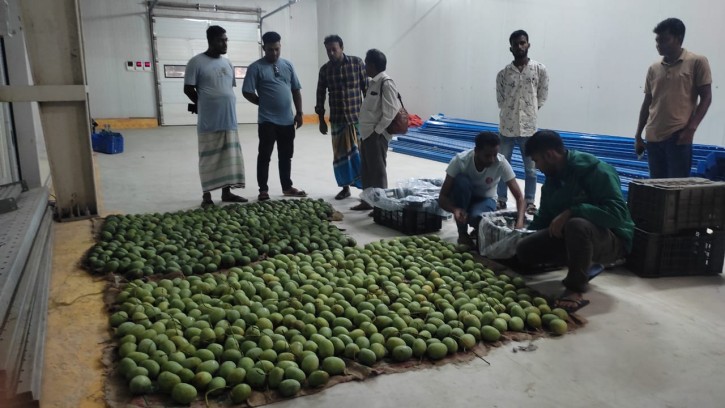  উত্তর বঙ্গে প্রথম আম হিমাগার শিবগঞ্জে , আম চাষী ও ব্যবসায়ীরা খুশী