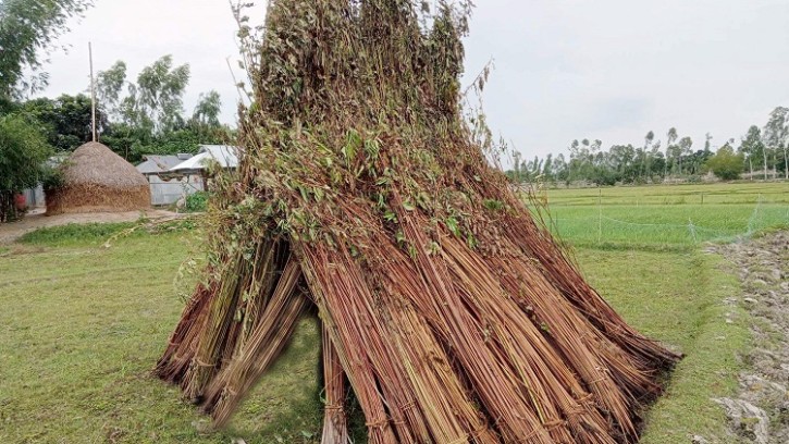 সুন্দরগঞ্জে বৃষ্টির অভাবে পাট পচাঁনো নিয়ে বিপাকে চাষিরা