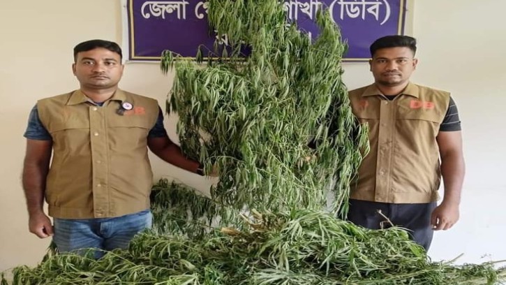 রাজবাড়ীতে গাঁজার গাছ উদ্ধার