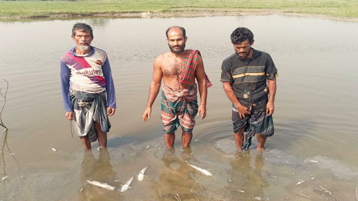 পিরোজপুরে মাছের ঘেরে বিষ দিয়ে মাছ মারার অ‌ভিযোগ