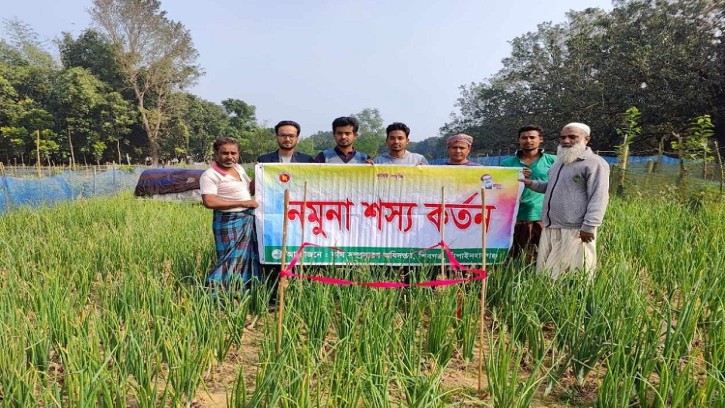 শিবগঞ্জে পেঁয়াজ চাষে ঝুঁকছে কৃষক