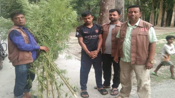 পিরোজপুরে গাঁজা গাছসহ যুবক গ্রেপ্তার