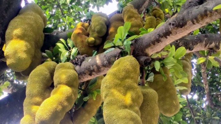 প্রতিকূল আবহাওয়ায়ও পাইকগাছায় কাঁঠালের উৎপাদন ভাল