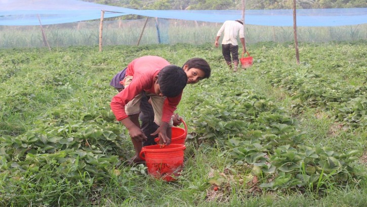 স্ট্রবেরি চাষে ৪ মাসে ২১ লাখ টাকা আয় করে স্বাবলম্বী ফাহাদ