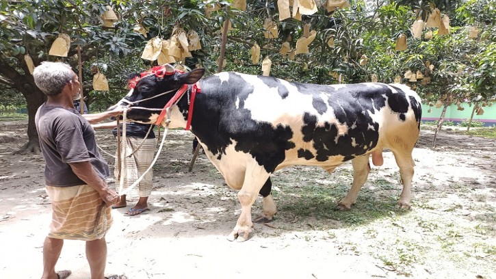 শিবগঞ্জে রাজাবাবু’র দাম হাঁকচ্ছেন ১৮ লাখ টাকা