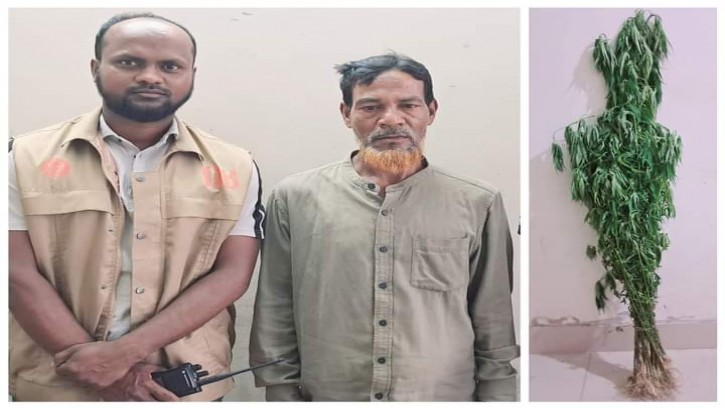 মানিকগঞ্জে গাঁজা গাছসহ এক ব্যক্তি গ্রেফতার 