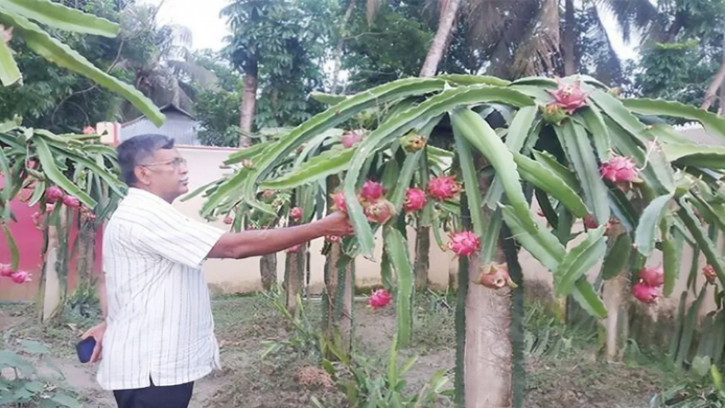 শিক্ষকতার পাশাপাশি ড্রাগন চাষে লাখপতি নোয়াখালীর শিক্ষক