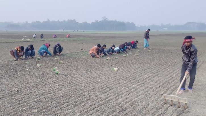 ঝিনাইদহে মৌসুমী পেঁয়াজ লাগাতে ব্যস্ত শিক্ষার্থীরাও