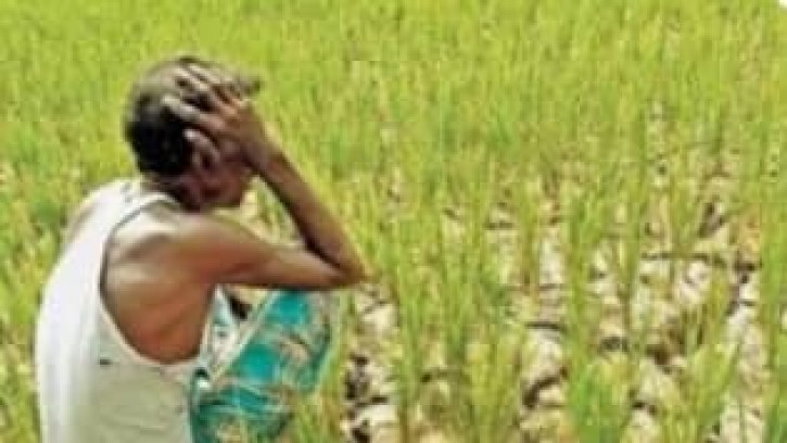 জ্বালানি তেল ও সারের মূল্যবৃদ্ধিতে বাড়তি খরচে দুশ্চিন্তায়  কৃষক