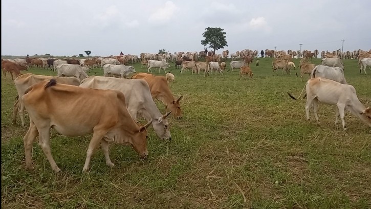 শিবগঞ্জে দেড়’শ বিঘা চিনা ফসল সাবাড়