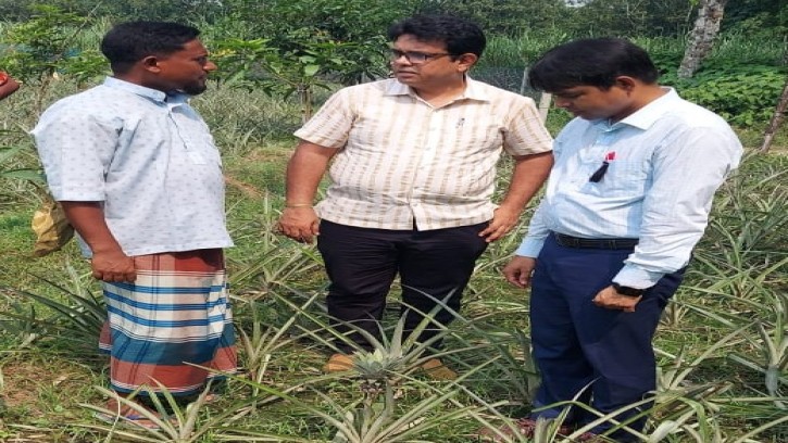 শিবগঞ্জে আনারসের চাষে বিপ্লব ঘটাতে যাচ্ছেন কলেজ শিক্ষক