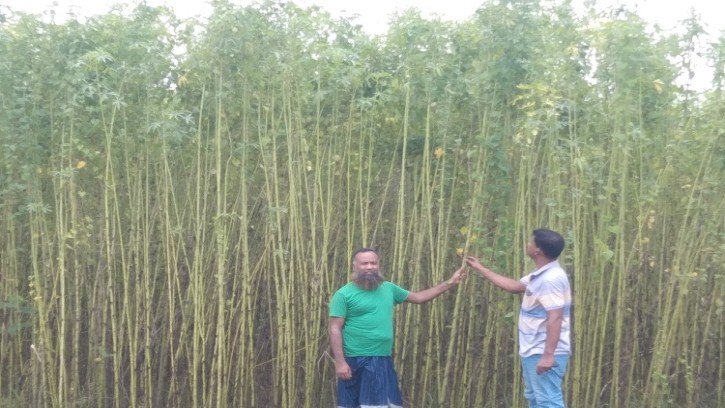 শিবগঞ্জে কেনাফ সি ৯৫ জাতের পাট চাষে সফল চাষীরা