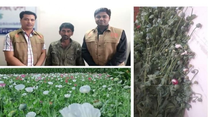 শিবালয়ে ভুট্টা খেতের আড়ালে পপি চাষ, কৃষক আটক 