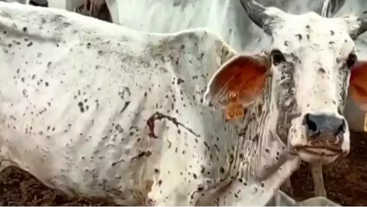  লাম্পি ভাইরাস: ভারতে ৫৭ হাজারের বেশি গরুর মৃত্যু
