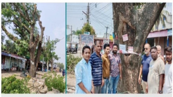 গোয়ালন্দে শতবর্ষী দুটি কড়ই গাছ কাটায় তীব্র  ক্ষোভ