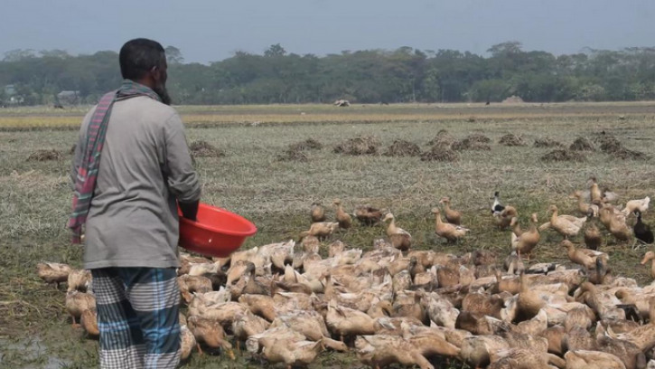 ভোলায় বাণিজ্যিকভাবে হাঁস পালনে আগ্রহ বাড়ছে