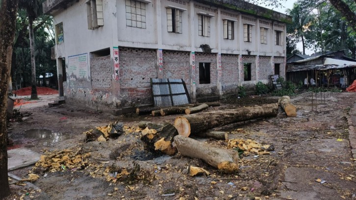 আমতলীতে বিদ্যালয়ের গাছ কেটে সাবাড় করলেও  জানেনা কেউ 