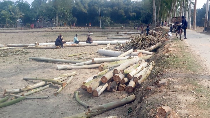 পলাশবাড়ীতে নামমাত্র মূল্যে গাছ বিক্রির অভিযোগ