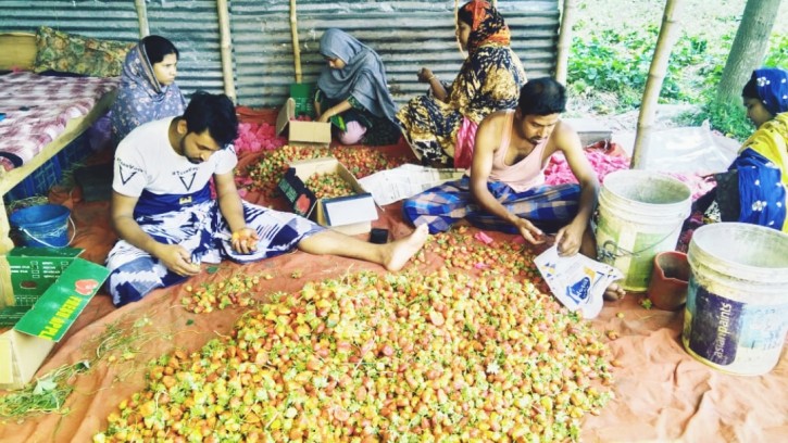 দাম ও ফলন বেশী হওয়ায় শিবগঞ্জে স্ট্রবেরী চাষে ঝুঁকছে কৃষক