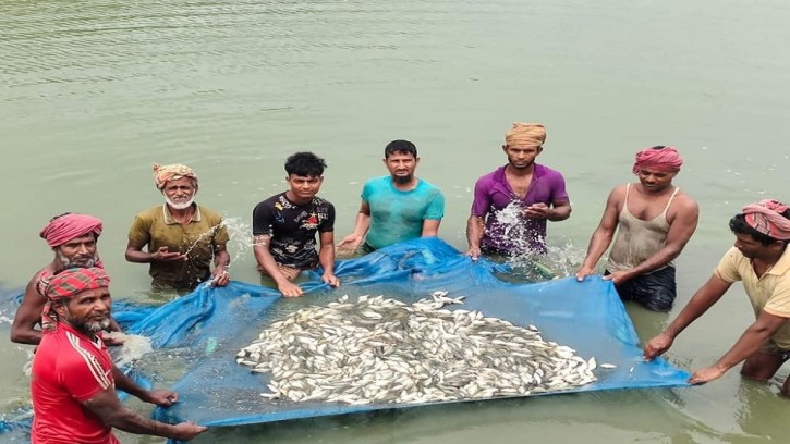 শিবগঞ্জে মাছ চাষীরা কাঙ্খিত সুবিধা না পাওয়ায় উৎপাদনে মাছের ঘাটতি