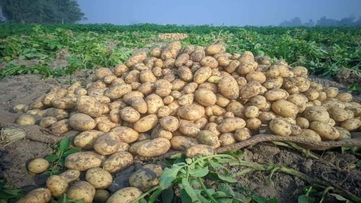 আলুর দাম নিয়ে যে দুঃসংবাদ শোনালেন বাণিজ্য উপদেষ্টা