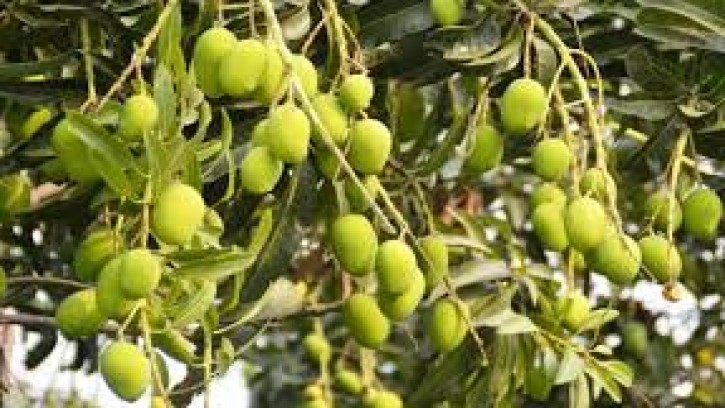 চাঁপাইনবাবগঞ্জের আম চাষী ও ব্যবসায়ীদের ক্ষতি ১০০ কোটি টাকা