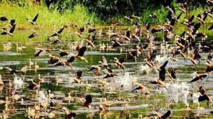 অতিথি পাখির মিলনমেলা জাহাঙ্গীরনগর বিশ্ববিদ্যালয়ে