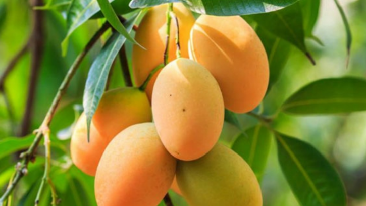 চাঁপাইনবাবগঞ্জ-রাজশাহী ও নওগাঁতে কুরিয়ার চার্জ কেজিতে ১০ টাকা করার প্রস্তাবন