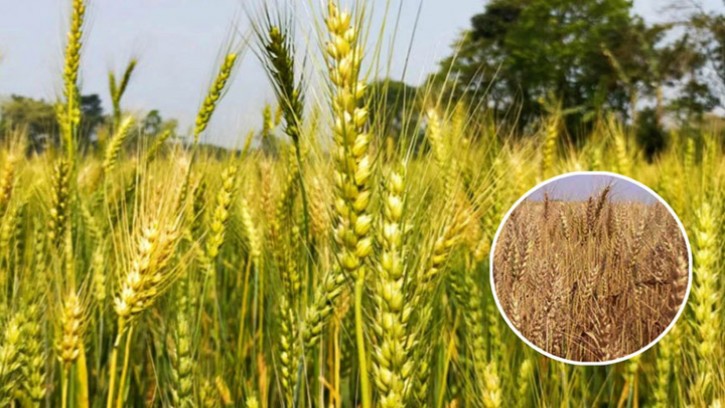 গম চাষে স্বপ্ন দেখছেন শার্শার কৃষকরা