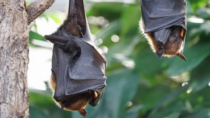 এবার করোনার নতুন ধরন ‘নিওকোভ’ শঙ্কা