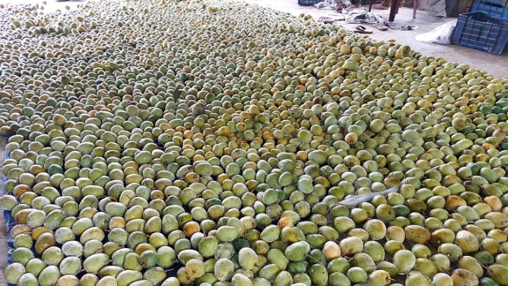 শিবগঞ্জে সরকারি সংরক্ষণাগারে আম রেখে চাষীর মাথায় হাত