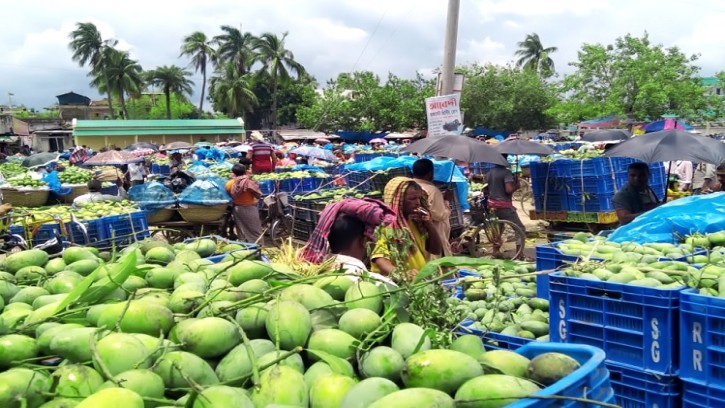 কানসাট বাজারে আমের দরপতন, হতাশ চাষীরা 
