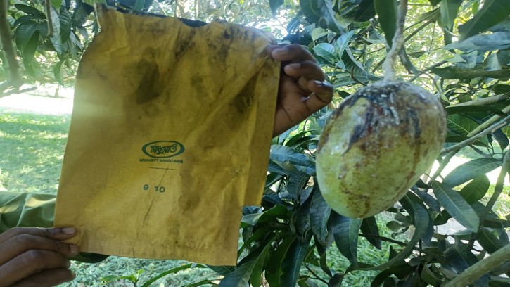   শিবগঞ্জে ফ্রুট বাগ ব্যবহার করে আম চাষীদের মাথায় হাত