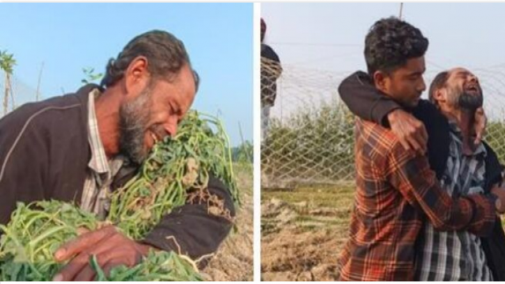 ১০ হাজার তরমুজ গাছ উপড়ে ফেললেন পাউবো প্রকৌশলী