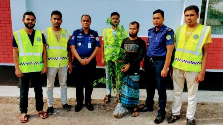 পিরোজপুরে গাঁজা গাছসহ চাষি আটক