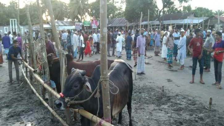 পিরোজপুর সদরের পশুর হাট ক্রেতা আছে বিক্রি কম