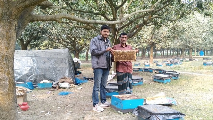 শিবগঞ্জে সরিষার আবাদ বৃদ্ধির সাথে সাথে বেড়েছে মৌচাষ