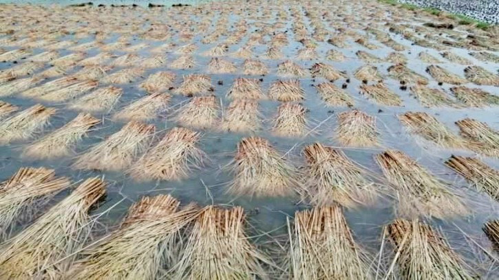 শার্শায় পাকা ধান ঘরে তুলতে পারেনি কৃষকরা