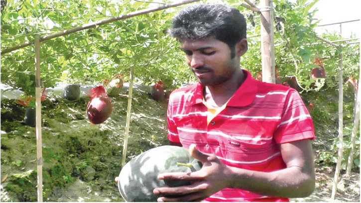 নোয়াখালীতে গ্রীষ্মকালীন তরমুজ চাষ
