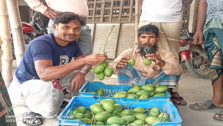 শার্শায় আচার, টক ডালের আম বিক্রি শুরু