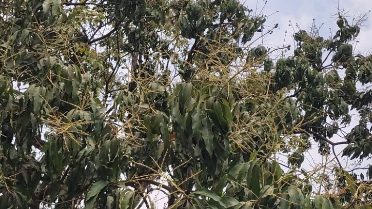 চাঁপাইনবাবগঞ্জে এবার আমের বাম্পার ফলনের সম্ভবনা