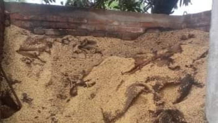 গোবিন্দগঞ্জে চালকলের গুদামঘরে আগুন লেগে ১২শ’ মণ ধান পুড়ে ছাই