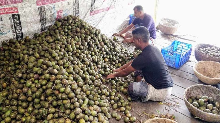 স্বরূপকাঠিতে শেষ মুহূর্তে আমড়ার বাম্পার ফলন