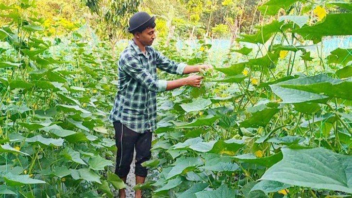 মালচিং পদ্ধতিতে শসা চাষে কলেজ ছাত্রের সাফল্য