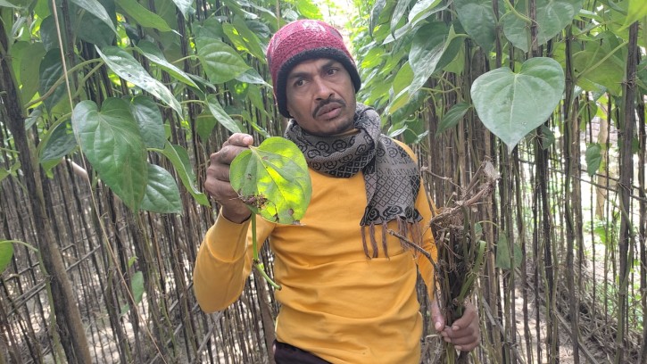 শিবগঞ্জে পান গাছে ক্লোড ইনজুরী, অর্ধশত চাষীর মাথায় হাত