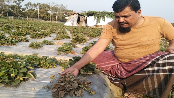 শিবগঞ্জে মাকড় আক্রমনে সয়লাব শত শত বিঘা জমির স্ট্রবেরী,  চাষীরা হতাশ,