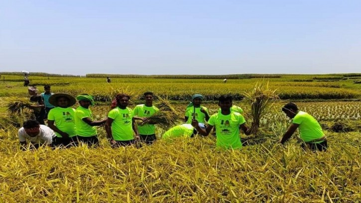 শিবগঞ্জে কৃষকের ধান কেটে দিল ছাত্রলীগ